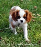 Blenheim Spaniel