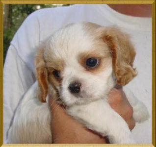 Blenheim Spaniel