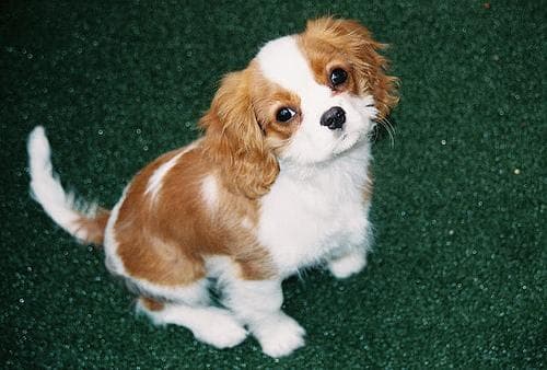 spaniel