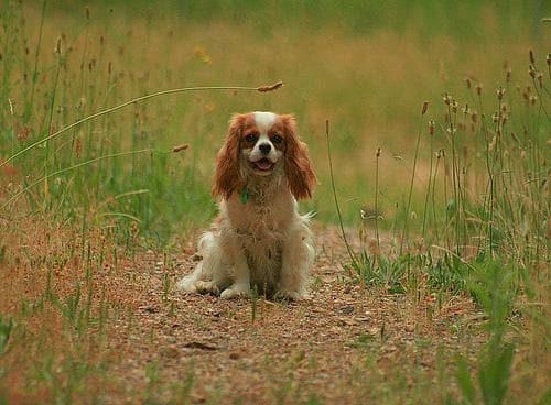Blenheim Spaniel