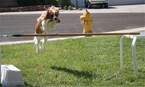 spaniel