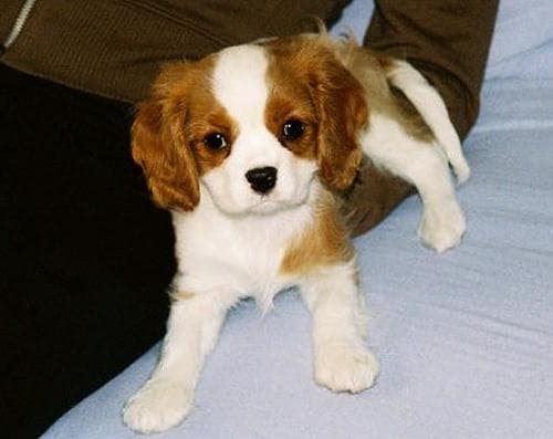 Blenheim Spaniel