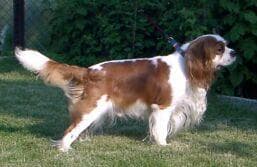Blenheim Spaniel