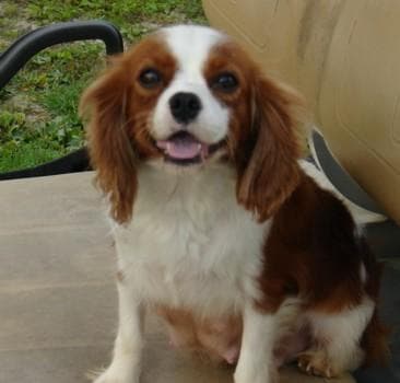 Blenheim Spaniel