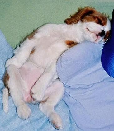 Blenheim Spaniel