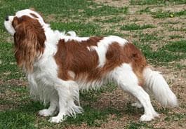 Blenheim Spaniel