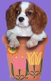 Blenheim Spaniel