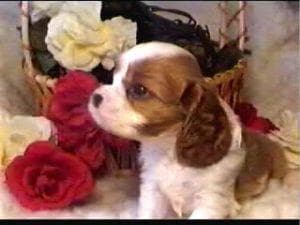 Blenheim Spaniel