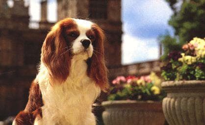 spaniel
