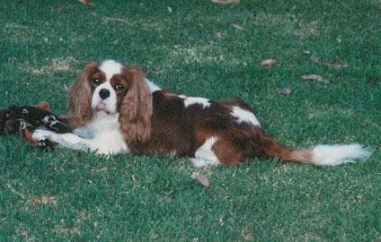 Blenheim Spaniel