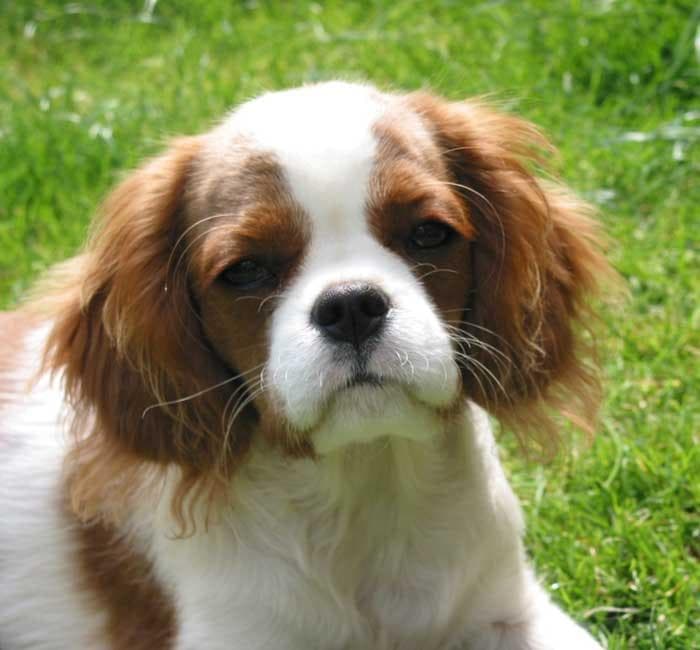 Blenheim Spaniel