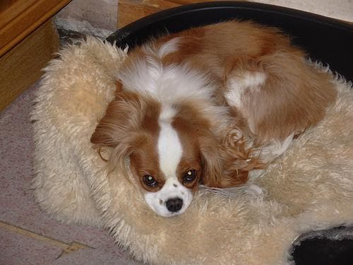 Blenheim Spaniel