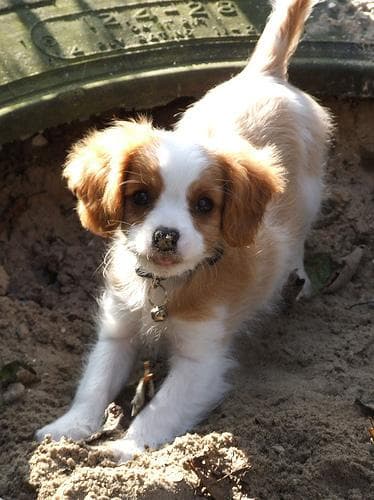 Blenheim Spaniel