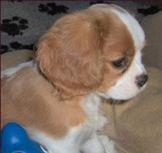 Blenheim Spaniel