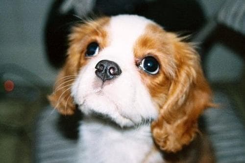Blenheim Spaniel