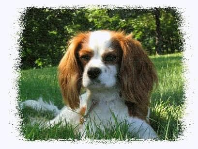 Blenheim Spaniel