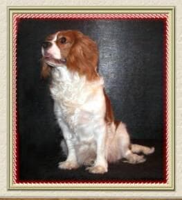 Blenheim Spaniel
