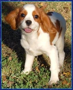 Blenheim Spaniel