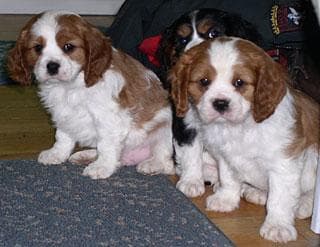 Blenheim Spaniel