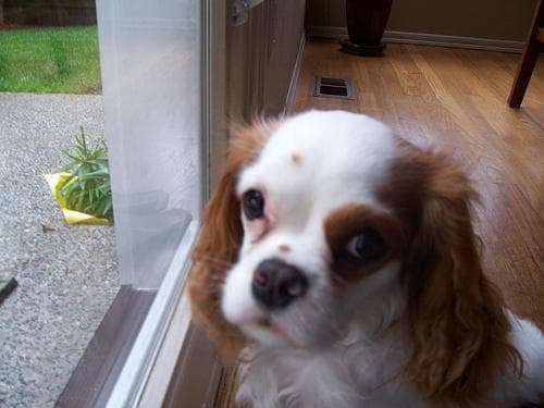 Blenheim Spaniel