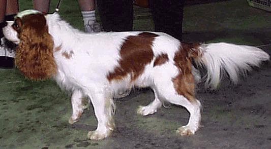 Blenheim Spaniel