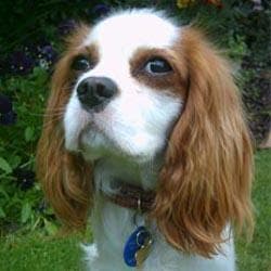 Blenheim Spaniel