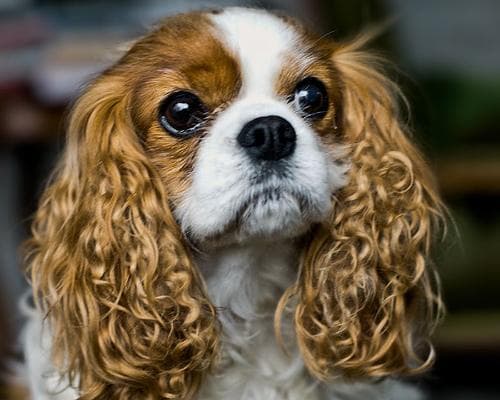 Blenheim Spaniel