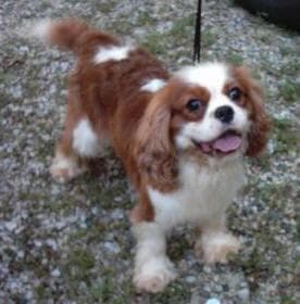 Blenheim Spaniel