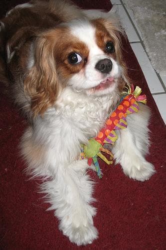 Blenheim Spaniel