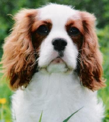 Blenheim Spaniel