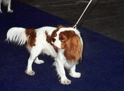 spaniel