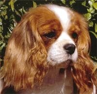 Blenheim Spaniel