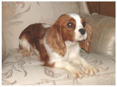 Blenheim Spaniel