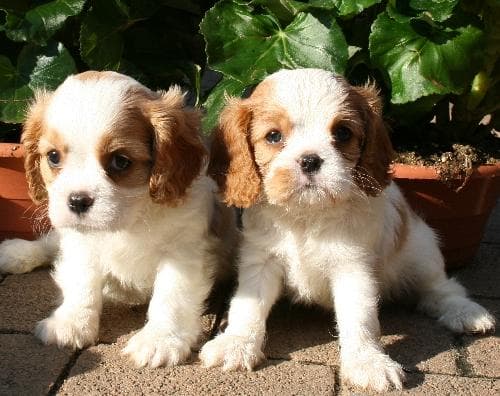 Blenheim Spaniel