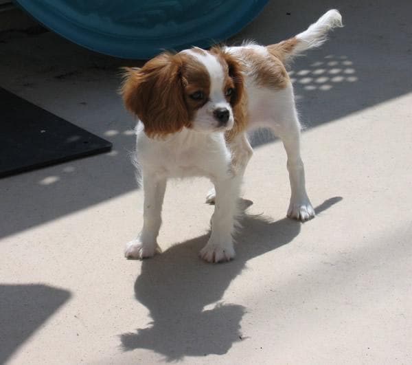 Blenheim Spaniel
