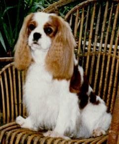 Blenheim Spaniel
