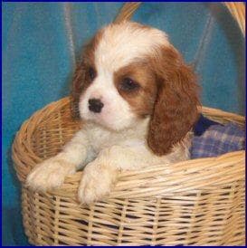 Blenheim Spaniel