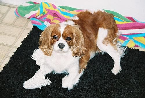 Blenheim Spaniel