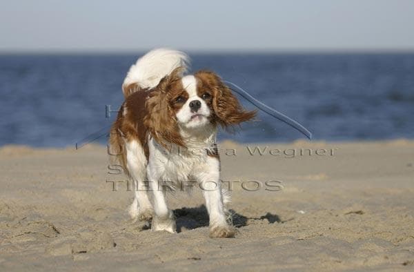 Blenheim Spaniel