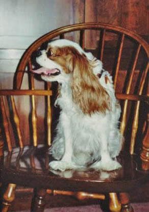 Blenheim Spaniel