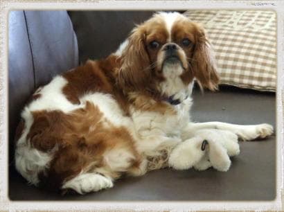 Blenheim Spaniel