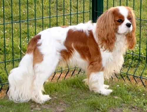 Blenheim Spaniel