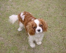 Blenheim Spaniel