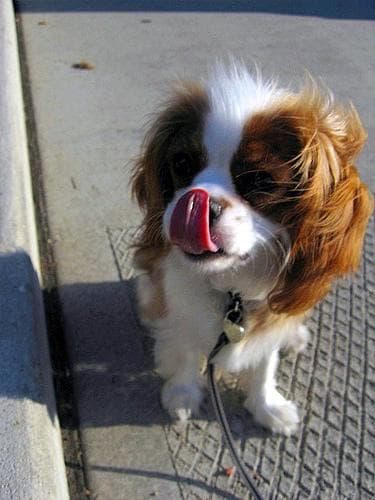 Blenheim Spaniel