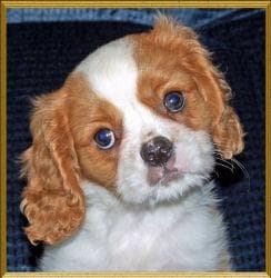 Blenheim Spaniel