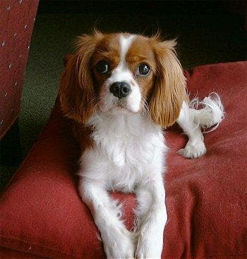 Blenheim Spaniel