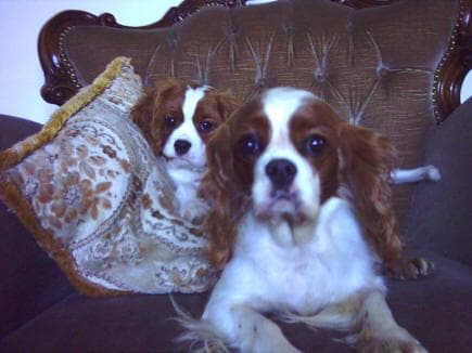 Blenheim Spaniel
