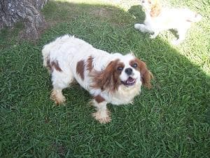 Blenheim Spaniel