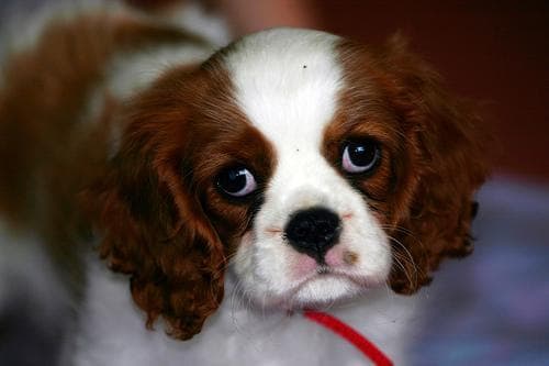 Blenheim Spaniel