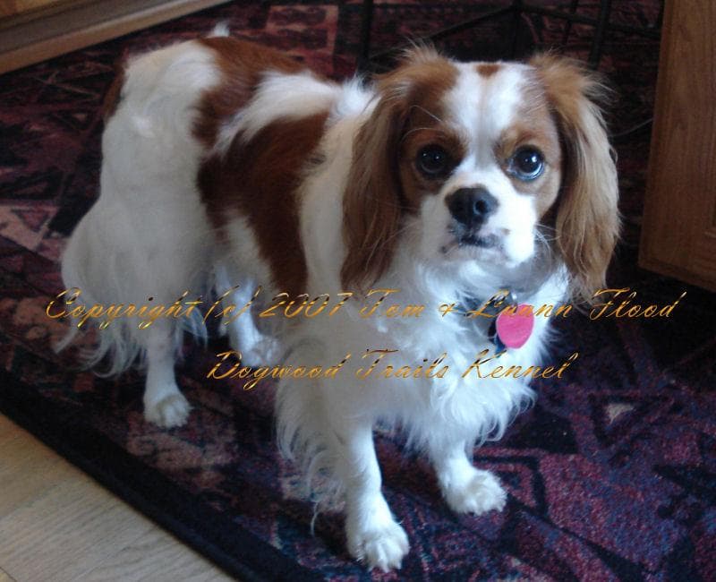 Blenheim Spaniel